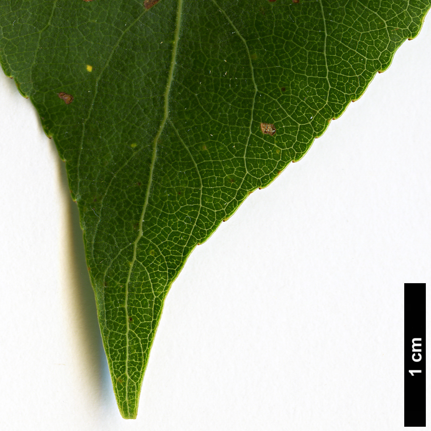 High resolution image: Family: Salicaceae - Genus: Populus - Taxon: nigra - SpeciesSub: subsp. betulifolia